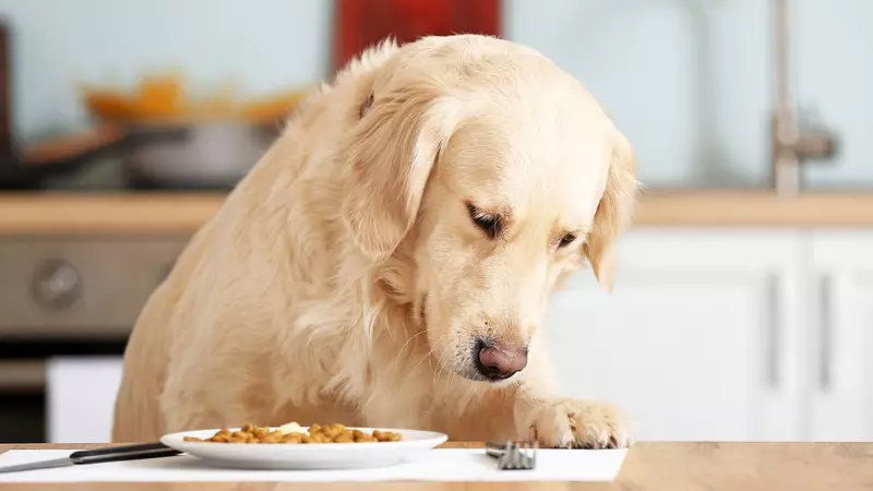 Can Adding Water To Dry Dog Food Cause Diarrhea