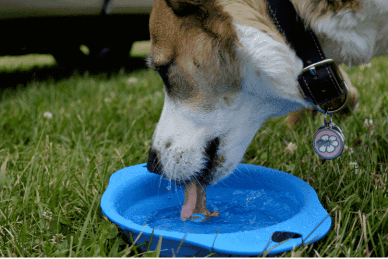 Why Do Dogs Eat Their Own Poop And Pee