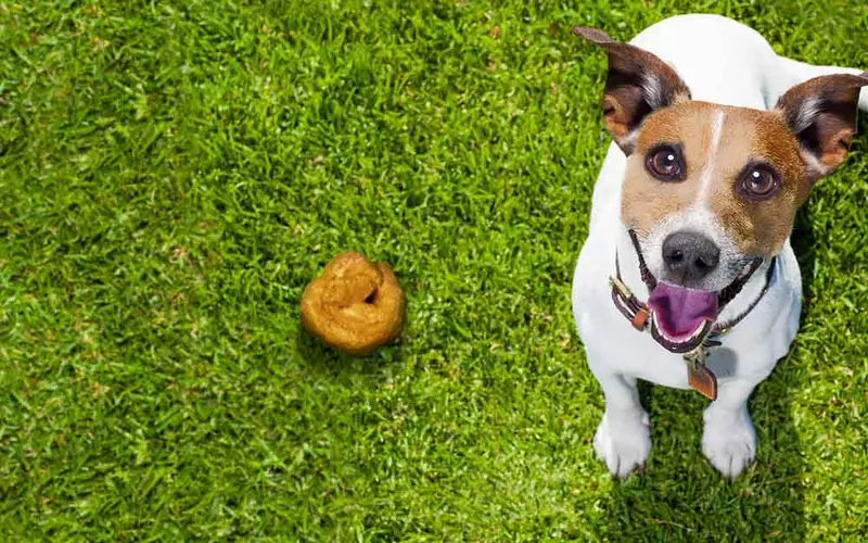 Why My Dog Eats Grass And Poop