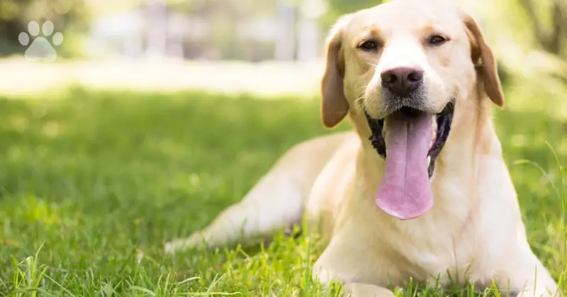 Why My Dog Eats Grass And Puke