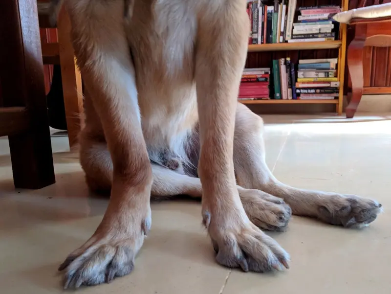 How To Correct Splayed Feet Dog