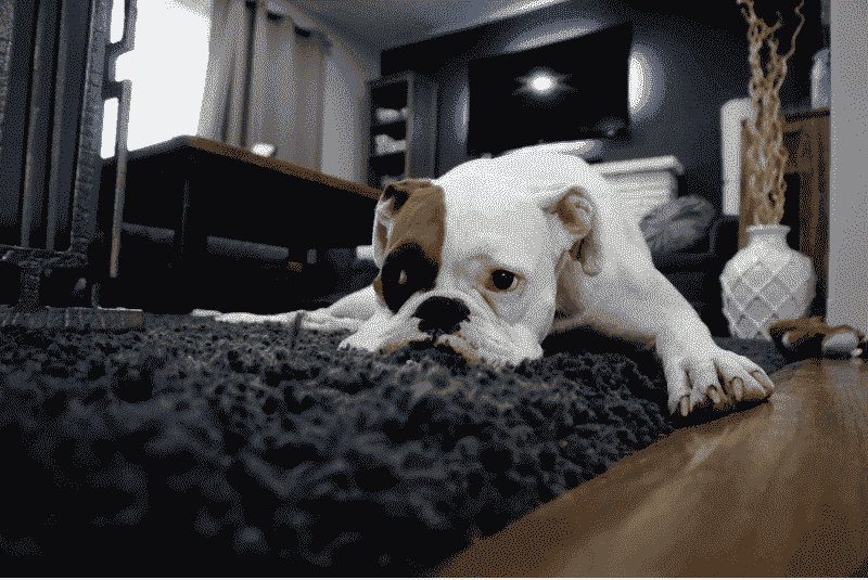 How To Get Dog Gland Smell Out Of Carpet