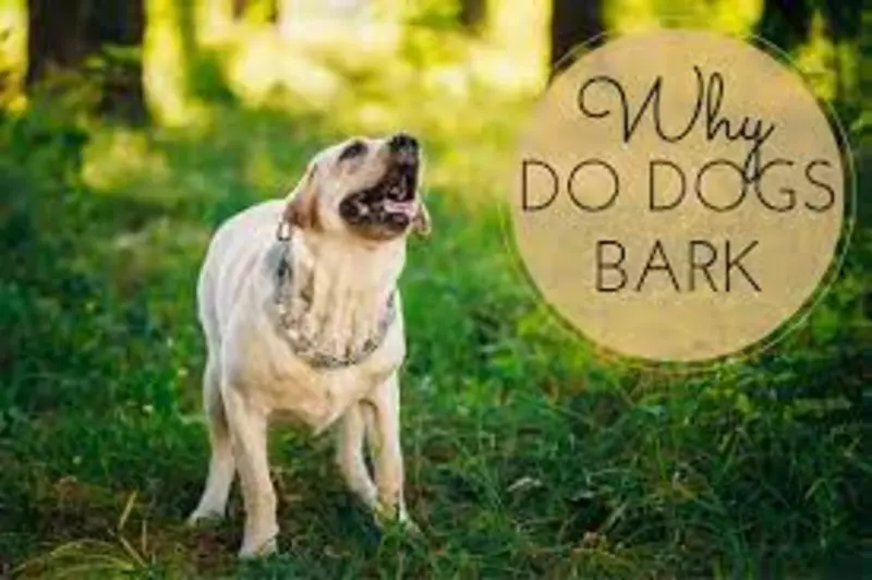 Reasons Behind a Dog's Barking