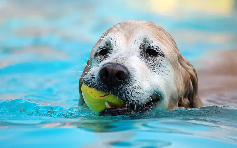 Clean A Dog Pool