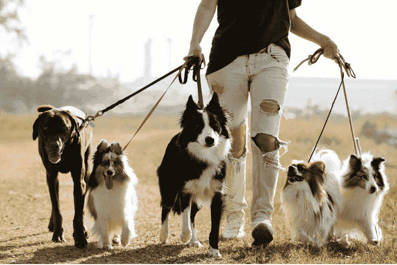 Why Did The Professional Dog Walker Go Out Of Business?