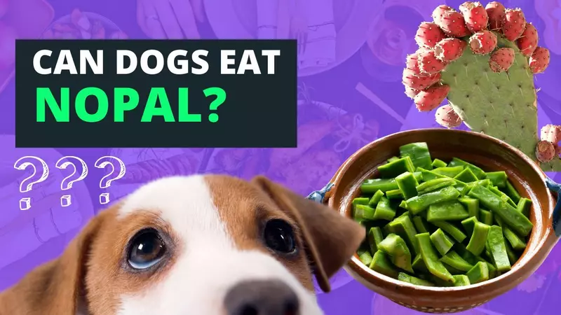Can Dogs Eat Nopales