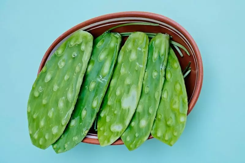 Dogs Eat Nopales During Pregnancy