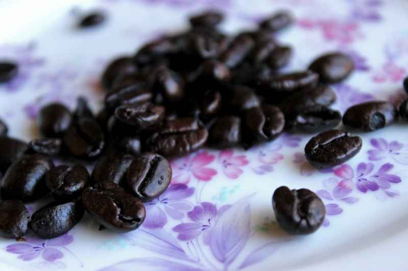Can Dogs Have Black Seed Oil?