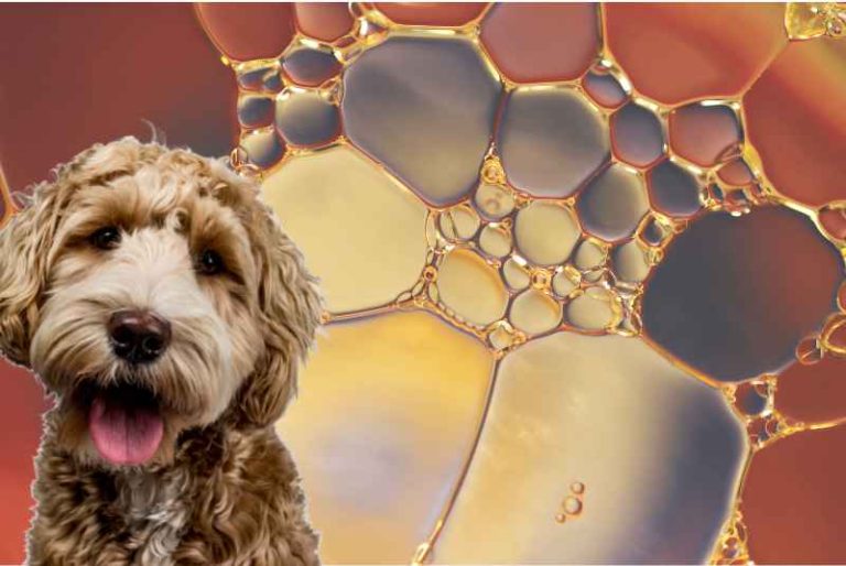 How Much Motor Oil Will Kill a Dog?